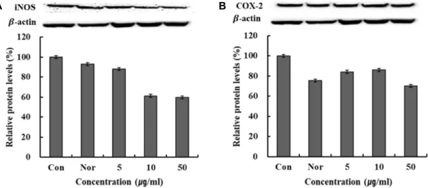 Fig.  5.  iNOS,  COX-2  protein  expression  rate  of  water  extracts  from  Mangifera  indica  L