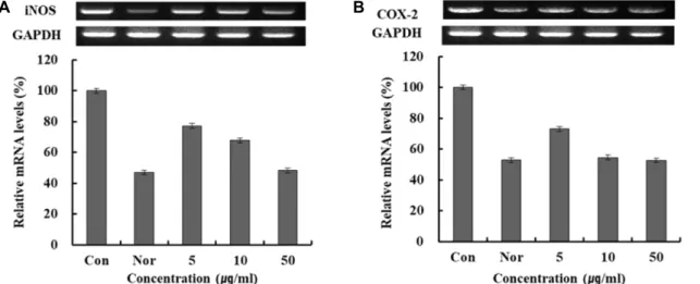 Fig.  7.  iNOS,  COX-2  mRNA  expression  rate  of  water  extracts  from  Mangifera  indica  L