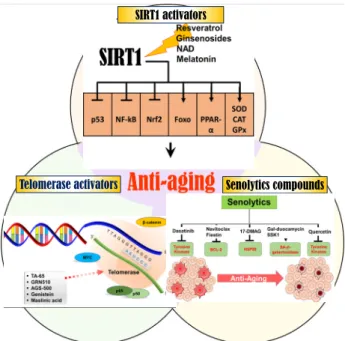 Fig.  1.  Illustration  of  anti-aging  strategy  using  a  telomerase  acti- acti-vator,  a  SIRT1  activator  and  a  senolytics.