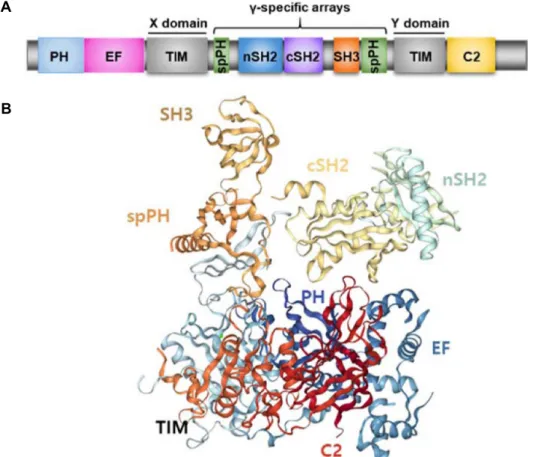 Fig.  1.  PLCγ  structure.  (A)  PLCγ has  PLC-core  (PH,  EF-hand,  TIM  (X-Y  domain),  C2  domain)  and  characteristic  γ-specific  arrays  (spPH,  nSH2,  cSH2,  SH3,  spPH)