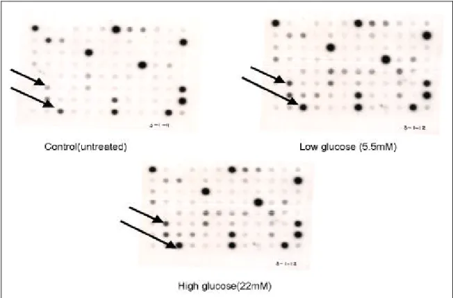 Fig. 5. Gene expression in untreated-AVSMC, glucose (5.5, 22 mM) treated-AVSMC. Arrows indicate differentially expressed genes