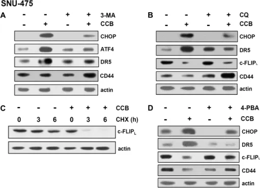 Fig.  5.  Effect  of  NSAID  on  expression  of  CHOP/DR5  and  c-FLIP  through  ER-dependent  autophagy