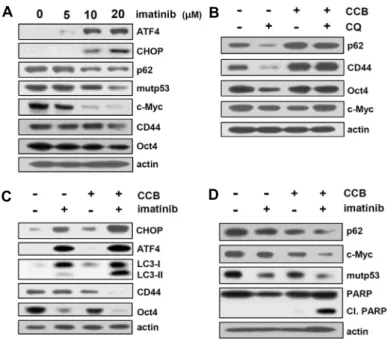 Fig.  7.  Acceleration  of  imatinb-mediated  autophagy  and  down-regulation  of  stemness-related  markers  by  CCB