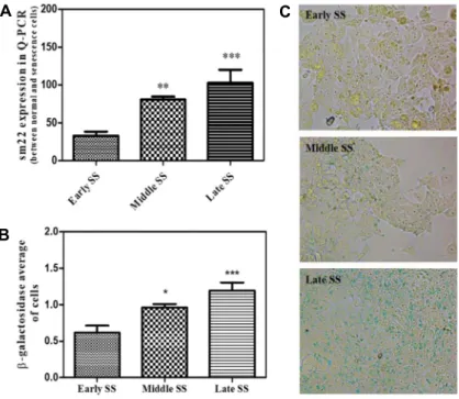 Fig.  1.  Cell  passage-induced  premature  senescence  as  measured  by  the  sm22  expression  and  β-  galactosidase  staining  in  HDF  cells