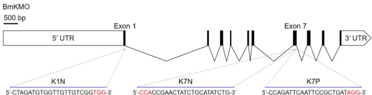 Fig.  1.  Schematic  diagram  of  gRNA  target  sites  in  the  wild-type  BmKMO  gene