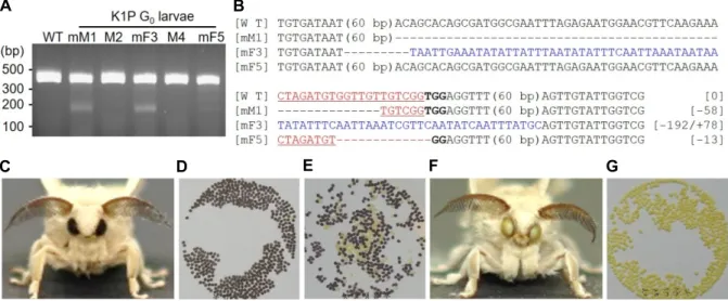 Fig.  3.  Mutations  of  BmKMO  gene  induced  by  Cas9/B4N  gRNA  injection.  T7E1  analysis  of  larvae