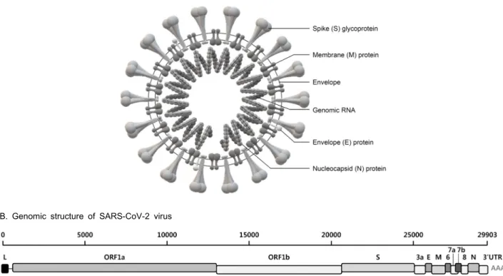 Fig.  1.  The  virion  structure  and  genomic  structure  of  SARS-CoV-2.  (A)  The  schematic  of  virion  structure  of  SARS-CoV-2  is  adopted  from  ref