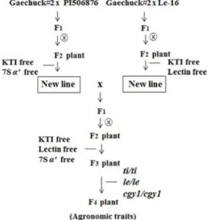 Fig.  1.  Scheme  for  development  of  soybean  strain  with  titile- titile-lecgy1cgy1  genotype  (KTI  protein  free,  lectin  protein  free  and  7S  α '  subunit  protein  free)