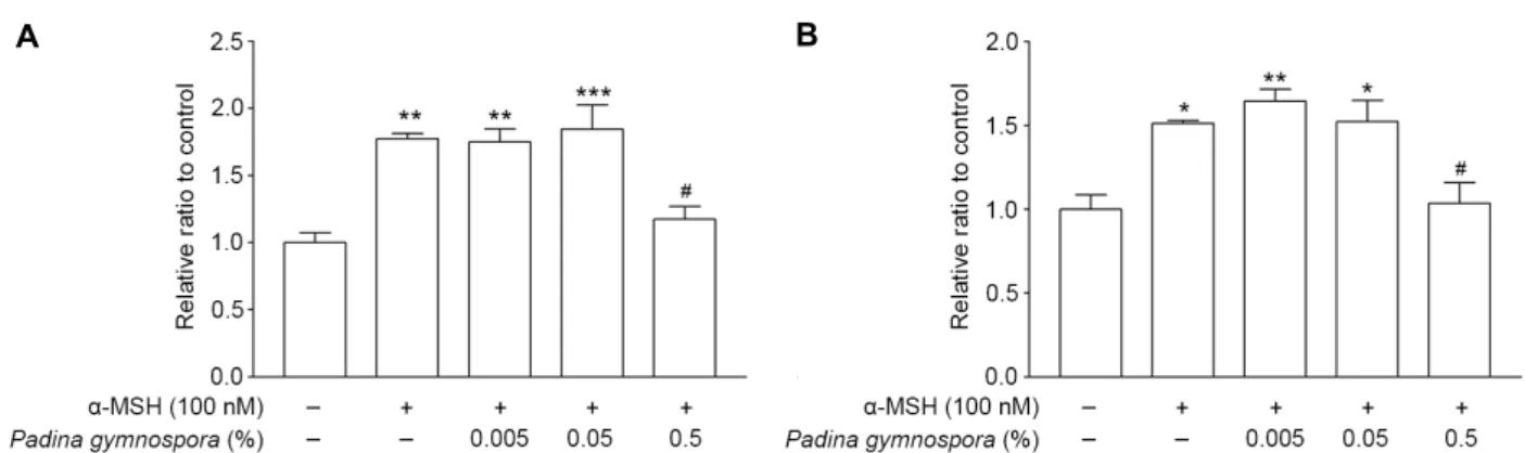 Fig.  2.  The  mRNA  expression  level  of  TRP-1  (A)  and  TRP-2  (B).  High  concentration  of  Padina  gypmospora  extract  significantly  reduced  the  mRNA  expression  level  of  both  TRP-1  and  TRP-2  in  cultured  melanoma  (B16F10)  cells