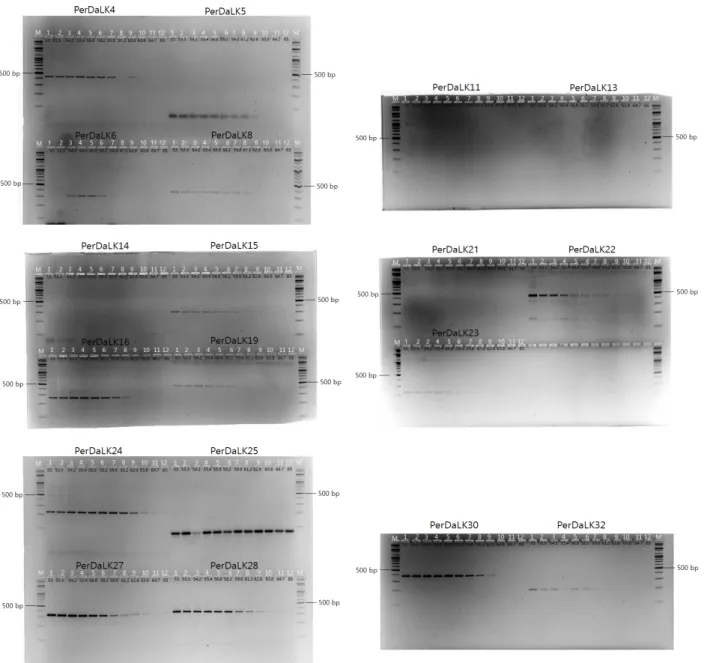 Fig.  1.  Agarose  gel  images  showing  gradient  PCR  products  amplified  by  SNP  primer  set  ;  PerDaLK  4,  PerDaLK  5,  PerDaLK  6,  PerDaLK  8,  PerDaLK  11,  PerDaLK  13,  PerDaLK  14,  PerDaLK  15,  PerDaLK  16,  PerDaLK  19,  PerDaLK  21,  PerD