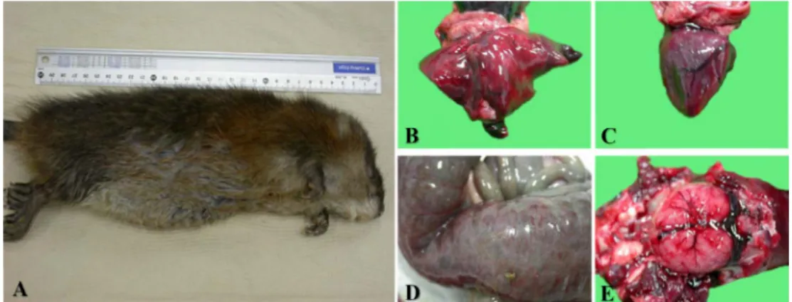 Fig.  1.  Gross  pictures  representing  pathological  changes  in  various  body  organs