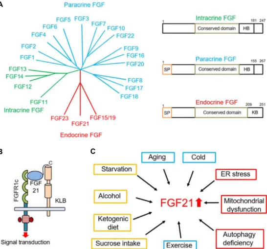 Fig.  1.  (A)  Phylogenetic  analysis  of  human  FGFs.  Branch  lengths  indicate  the  evolutionary  distance  between  each  FGFs
