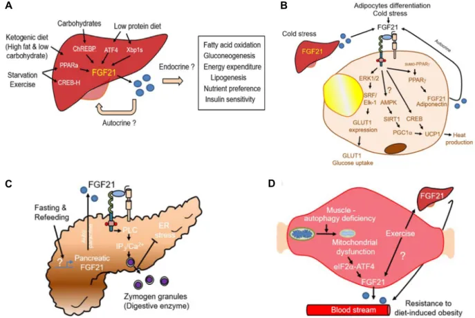 Fig.  2.  (A)  Hepatic  FGF21  expression  is  regulated  by  environmental  stress.    Different  nutritional  stimuli,  such  as  ketogenic  diet,  carbohydrate  intake,  and  low  protein  diet,  result  in  increased  hepatic  FGF21  expression