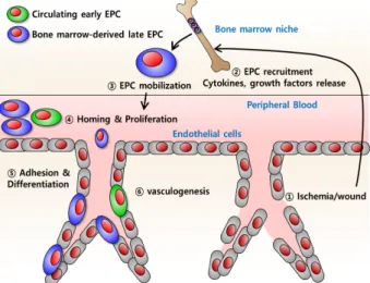 Fig.  1.  The  mechanism  of  EPC-mediated  vasculogenesis.를 통해 혈관 재생에 관여한다.  기존에는 배아 발달단계에서 혈관형성과정에서만  존재한다고  알려져  있었으나,  1997년 Asahara에 의해 성체 말초혈액에서도 CD34  양성으로 분리가 가능하며,  쥐의 하지허혈모델에서 혈관신생형성에 관여하는 것을 발견하였다[3]