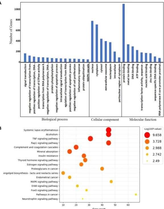 Fig.  2.  The  GO  and  KEGG  pathway  analysis  of  differentially  expressed  genes  (DEGs)  in  EPRE-treated  SNU-16  cells