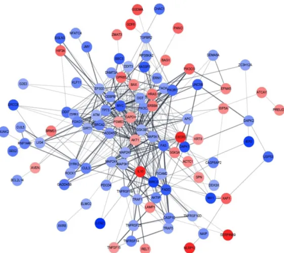 Fig.  3.  The  protein–protein  interaction  networks  (PPI)  among  differentially  expressed  genes  (DEGs)  in  EPRE-treated  SNU-16  gastric  cancer  cells