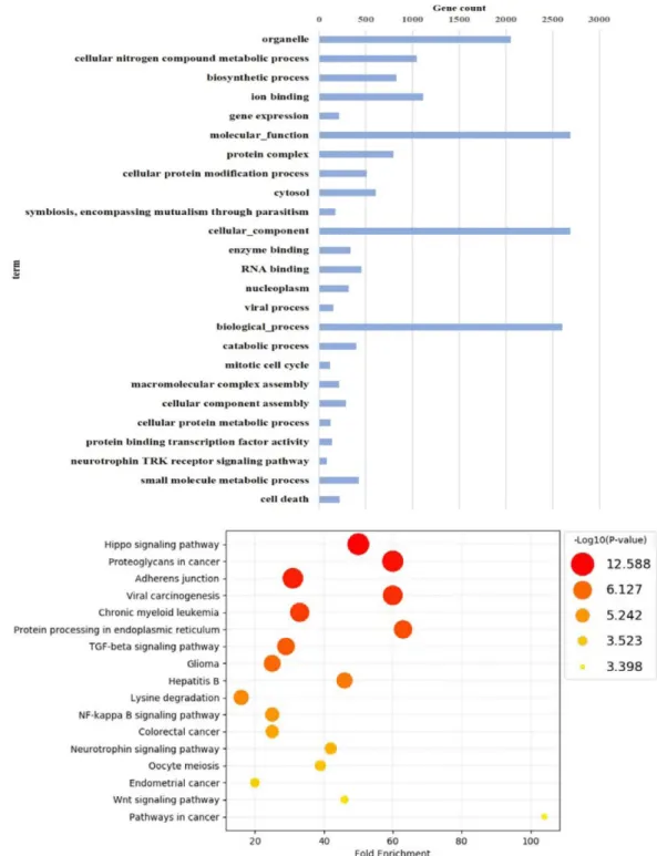 Fig.  4.  GO  and  KEGG  pathway  analysis  of  differentially  expressed  miRNAs  (DEMs)  in  EPRE-treated  SNU-16  cells