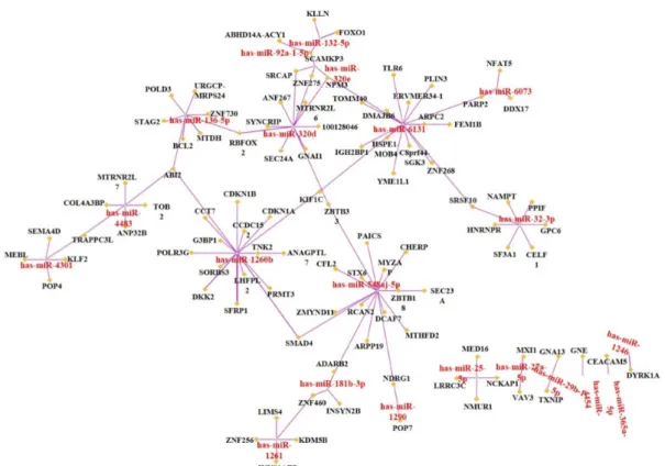 Fig.  5.  Network  between  differentially  expressed  miRNAs  and  potential  target  genes