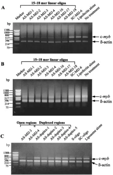 Figure 2 Effect of AS in HL-60 and K562 cells treated with short linear AS- AS-oligos