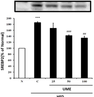 Fig.  3.  Expression  of  SREBP2  in  the  liver  of  UME-treated  HFD-  fed  rats.  The  protein  expression  levels  of  SREBP2  in  the  liver  tissue  were  measured  by  Western  blot
