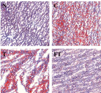 Fig.  6.  Effect  of  T.  molitor  larvae  and  fermented  T.  molitor  larvae  on  the  histological  image  of  adipocytes  (magnification 