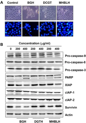 Fig.  2.  Effects  of  BGH,  DCGT  and  MHBRH  on  the  cell  morphol- morphol-ogy  and  the  levels  of  apoptosis  regulatory  proteins  in  Hep3B  cells