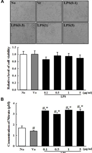Fig.  2.  Determination  of  the  optimal  concentration  of  LPS.  (A)  After  incubation  with  different  concentrations  of  LPS  in  BV-2  cells  for  24  hr,  their  morphologies  were  observed  under  a  microscope  at  400×  magnification