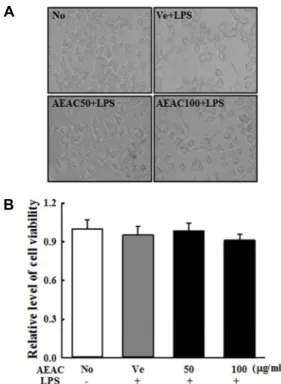 Fig.  4.  Determination  of  NO  concentration,  COX-2  and  iNOS  expression.  (A)  NO  concentration