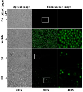 Fig.  8.  Determination  of  intracellular  ROS  production.  After  DCFH-DA  treatment,  green  fluorescence  in  cells  of   sub-set  groups  was  observed  using  a  fluorescent  microscope  (Eclipse  TX100,  Nikon,  Tokyo,  Japan)
