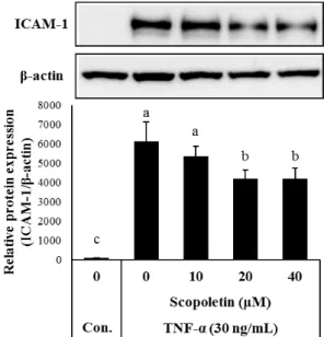 Fig.  2.  Effects  of  scopoletin  on  TNF-α-induced  ICAM-1  expression. 