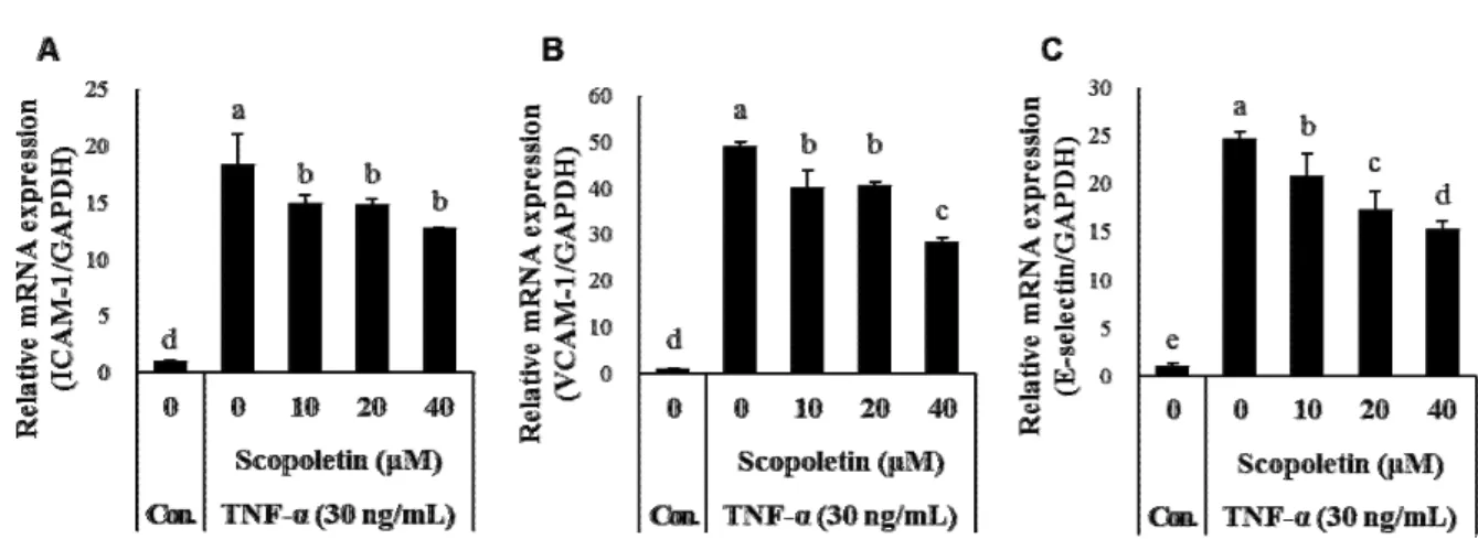 Fig.  3.  Effects  of  scopoletin  on  TNF-α-induced  mRNA  expression  of  adhesion  molecules  such  as  ICAM-1  (A),  VCAM-1  (B),  and  E-selectin  (C)