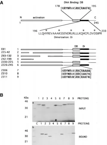 Figure 8. Western blot anal- anal-ysis of the endogenous  ubi-nuclein and the polypeptides expressed from the  tran-siently transfected expression constructs