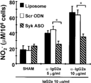 FIGURE 7. Fc␥R-mediated TNF release from alveolar macrophages af- af-ter aerosolized liposome, scrambled ODN (Scr ODN), or Syk ASO
