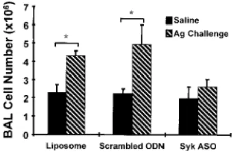 Table I. Cell composition (%) in BAL fluids from rats 8 h after Ag or saline challenge a