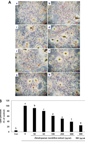 Fig.  4.  The  inhibitory  effect  of  Dendropanax  morbifera  leaf  extract  on  lipid  peroxidation  in  CCl 4 -treated  HepG2  cells  using  oil  red  O  staining  (A)  and  quantitative  analysis  (B)