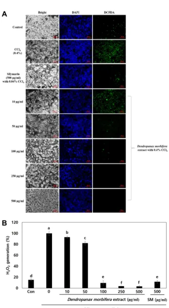 Fig.  5.  Effect  of  Dendropanax  morbifera  leaf  extract  on  ROS  gen- gen-eration  in  CCl 4 -treated  HepG2  cells