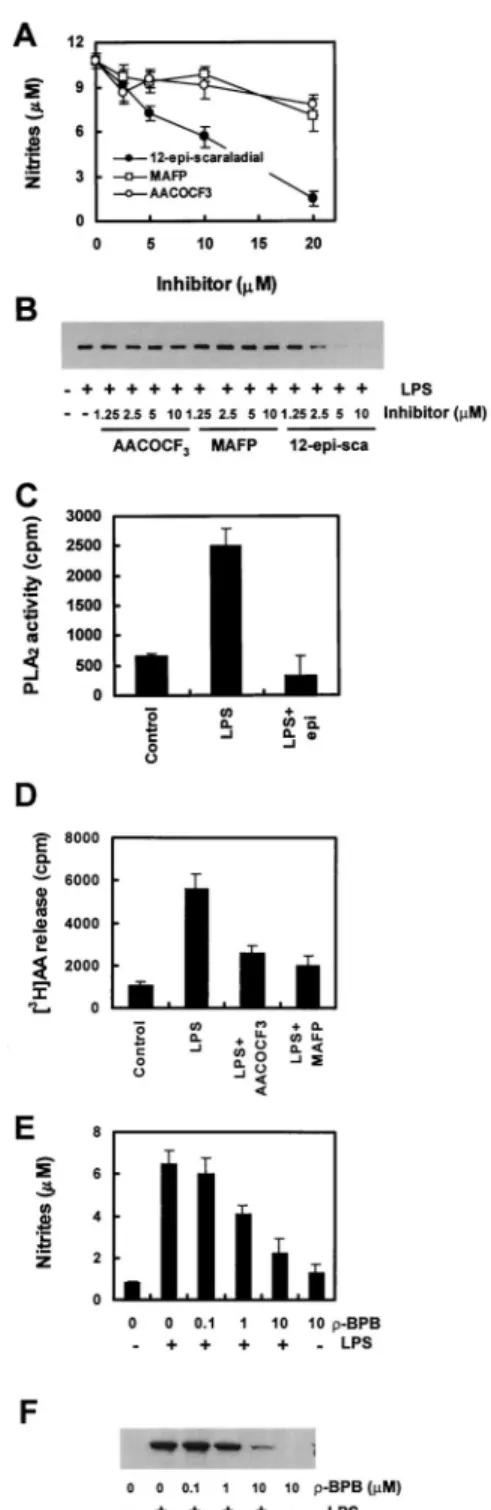 FIGURE 3. Effect of purified sPLA 2 on nitrite production and iNOS ex- ex-pression in LPS-stimulated Raw264.7 cells