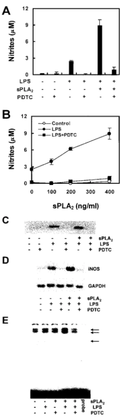 FIGURE 6. Effect of PDTC on nitrite production, iNOS expression, and mRNA accumulation in Raw264.7 cells