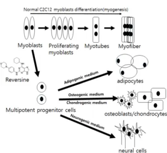 Fig.  3.  Schematic  representation  of  the  pathway  involving  re- re-versine-mediated  dedifferentiation  and  subsequent   trans-differentiation.