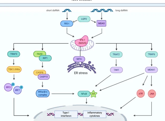 Fig.  3.  RIG-1-like  receptor  signaling  pathway  (based  on  KEGG  map04622  pathway).