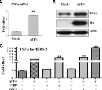 Fig.  2.  ATF4  increases  transcriptional  activation  and  gene  ex- ex-pression  of  TNFα