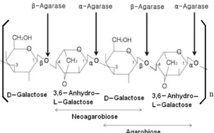 Fig.  1.  Structure  of  agarose  and  catalytic  sites  of  α-agarase  and  β-agarase
