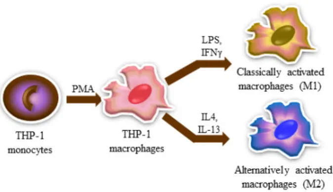 Fig.  1.  Scheme  of  the  process  of  differentiation  and  polarization  on  human  THP-1  cells
