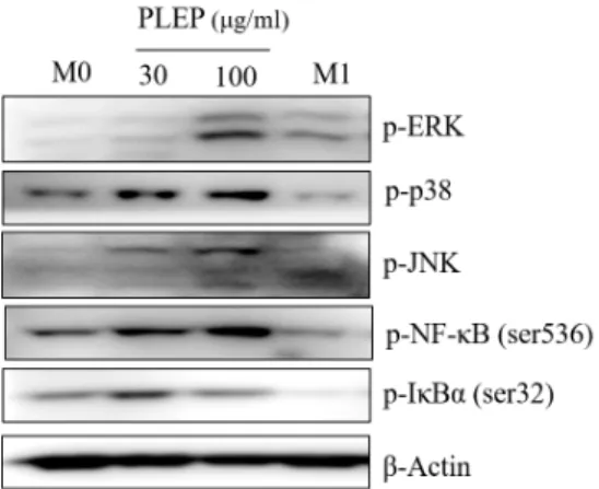 Fig.  7.  Expression  of  MAPKs  and  NF-κB  signaling  proteins. 
