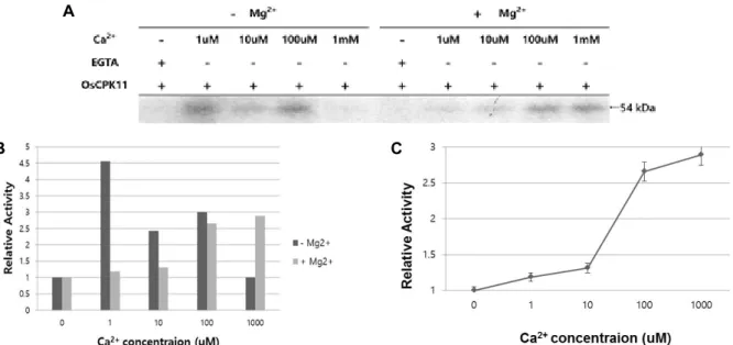 Fig.  3.  Effects  of  Mg 2+   and  Ca 2+   on  the  autophosphorylation  activity  of  OsCPK11