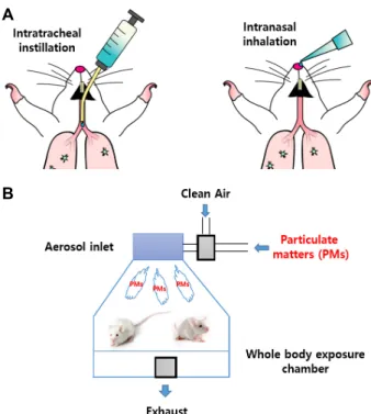Fig.  2.  Schematic  figures  of  the  intratracheal  instillation,  intra- intra-nasal  inhalation  (A),  and  whole  body  exposure  methods  (B)