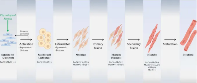 Fig.  1.  The  step  of  adult  myogenic  differentiation.미세한 망상의 섬유모세포로 둘러싸여 있으며,  이러한 근육다발의 집단 전체는 치밀결합조직인 근외막(epimyium)으로 둘러싸여 있다