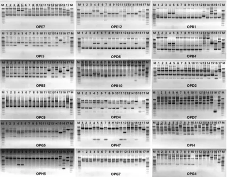 Fig.  1.  Example  of  RAPD  polymorphisms  of  Pseudomonas  syringae  pv.  actinidiae  strains  using  random  10-mer  primers