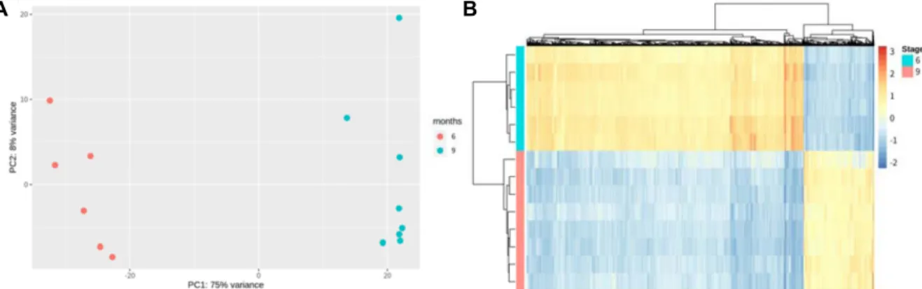 Fig.  1.  (A)  PCA  distinguishes  the  gene  expression  pattern  of  samples.  (B)  Heatmap  shows  differentially  expressed  genes  expression  pattern.