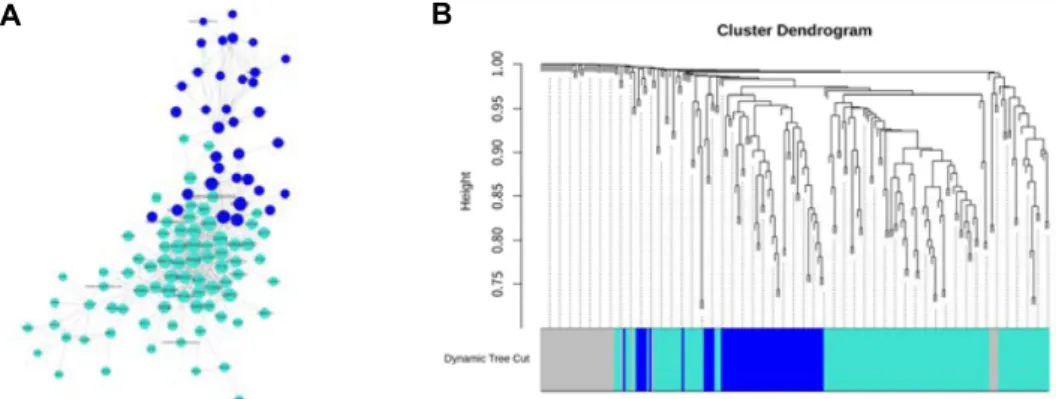 Fig.  3.  9  months  post-conceptional  age  specific  differentially  expressed  genes  network  analysis  by  WGCNA